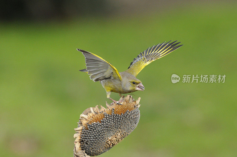 “小金翅”(Carduelis版图)