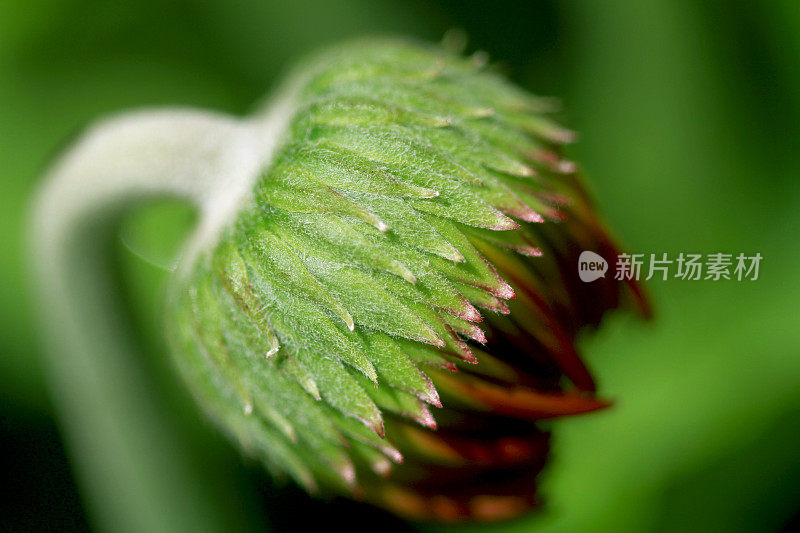 近距离观察非洲菊花