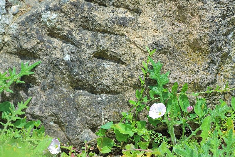 旋花植物在岩石
