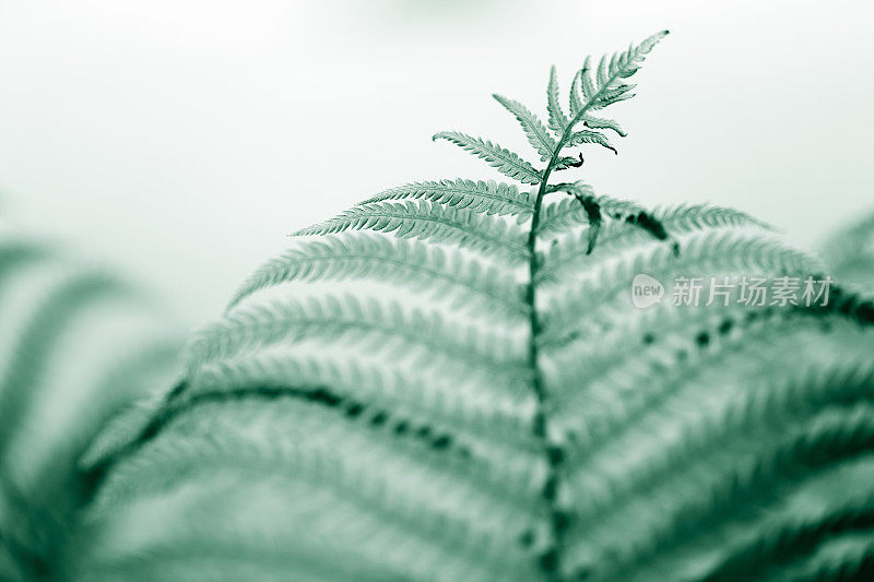 花园里的蕨类植物