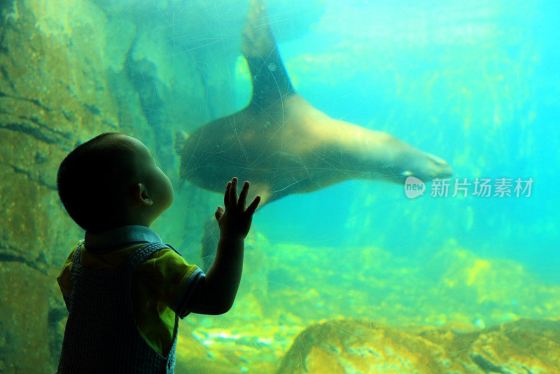 小男孩:在水族馆