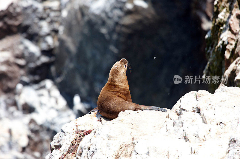 巴列斯塔斯群岛石洞中的海狮