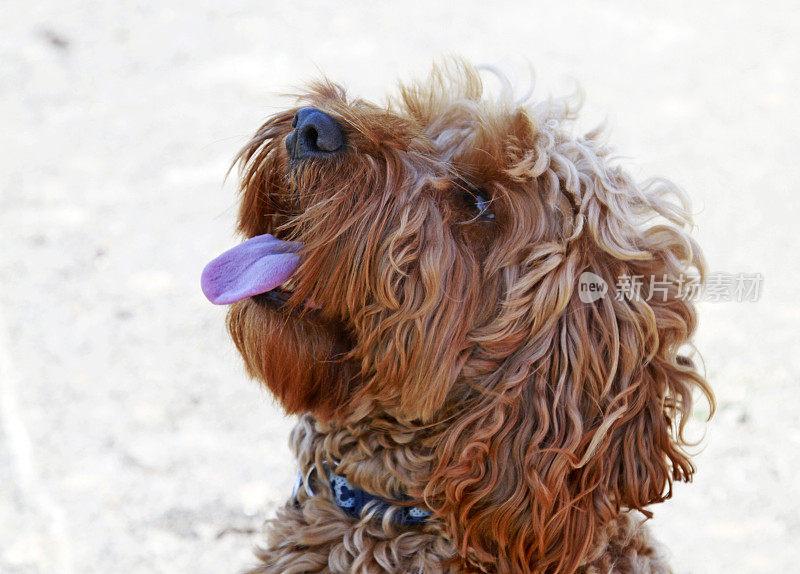 近距离的西班牙猎犬和贵宾犬