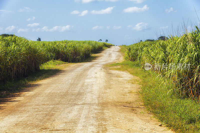 通往加勒比海甘蔗田的道路
