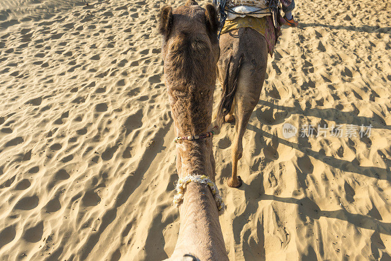 骆驼在沙漠