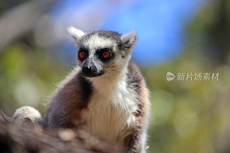 马达加斯加:伊萨洛国家公园的环尾狐猴