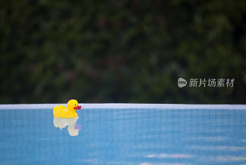 黄色的鸭子在游泳池里