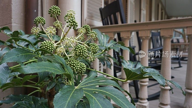 四棵稻纸花植物花蕾、花叶，园林绿化