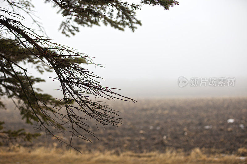 早春有雾的早晨，云杉的树枝和犁过的田野