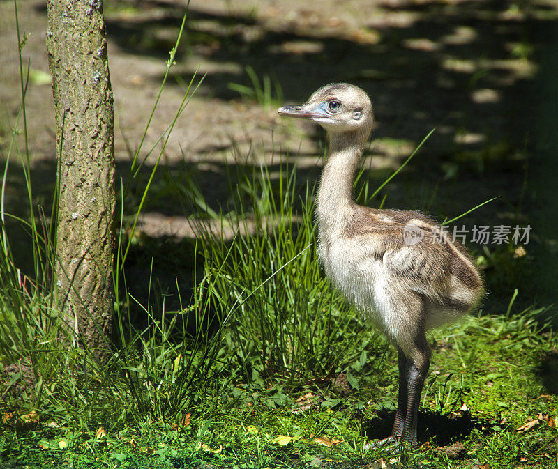 南都小妞