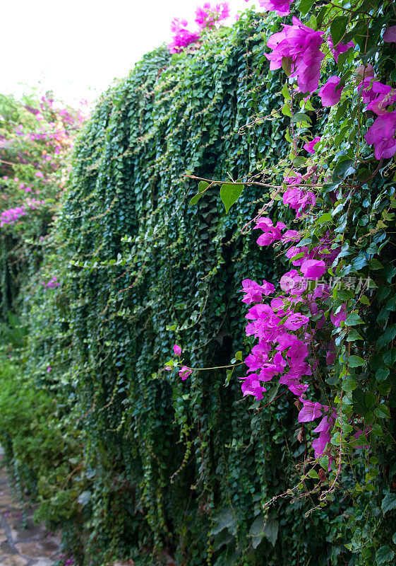 叶子花属的花壁