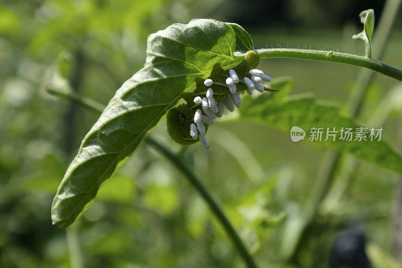 蕃茄天蛾的幼虫