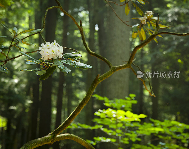 杜鹃花盛开在古老的森林深处