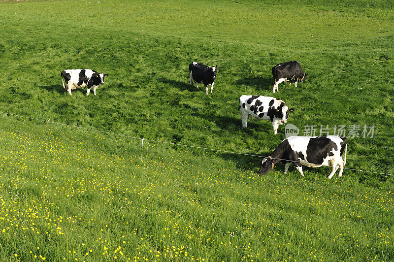 五头牛在草地上