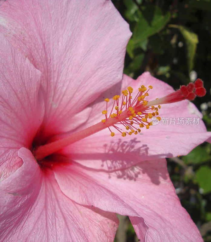 粉色的芙蓉花