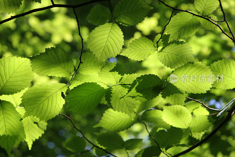 生机勃勃的春天山毛榉树叶