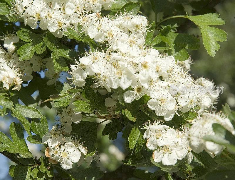 山楂花(山楂)或五月花