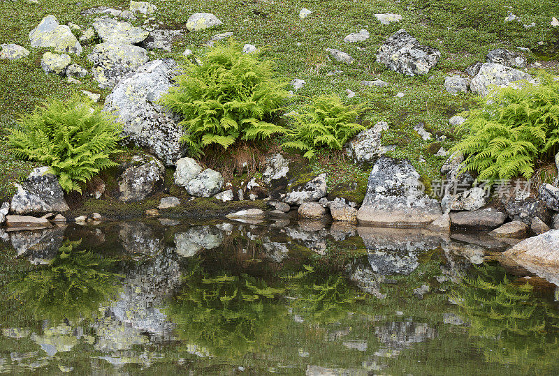 夏天约敦海门国家公园湖边的蕨类植物