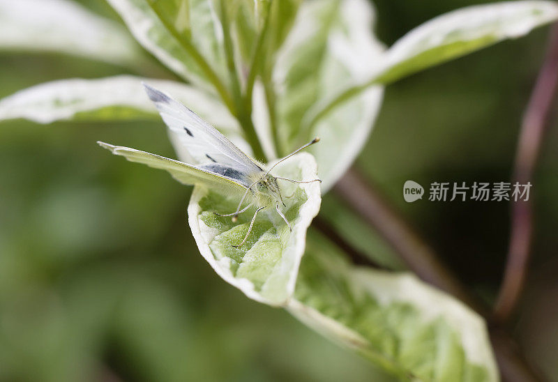 卷心菜白蝴蝶在斑驳的叶子上