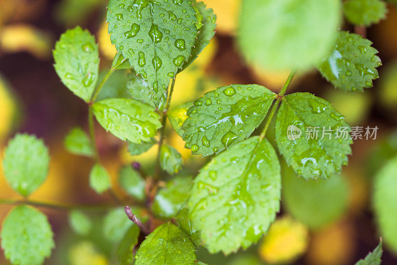 美丽的绿叶与水珠的背景