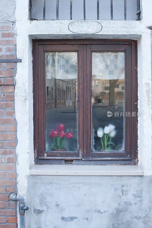 《旧窗与郁金香