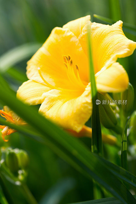 花园里的黄黄花