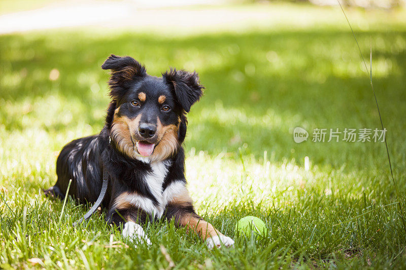 博德牧羊犬看着摄像机