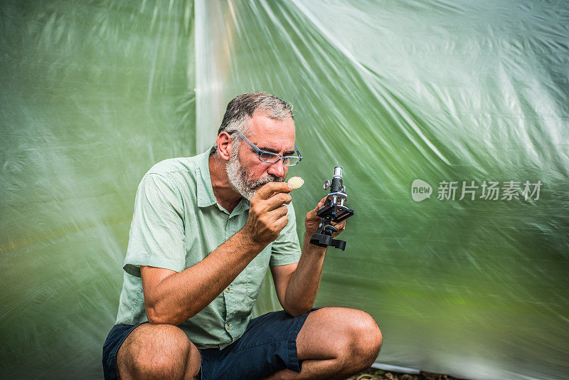 马铃薯作物的生物实验