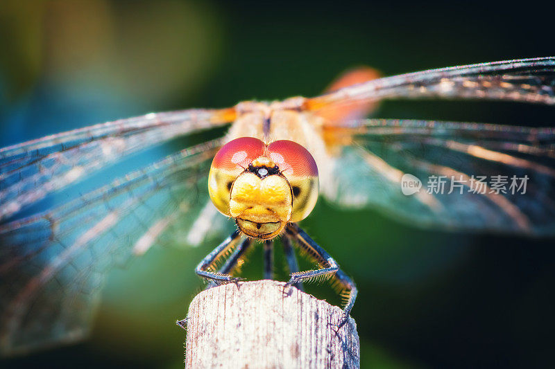 美丽的极端宏观多彩的蜻蜓昆虫休息在干竹竿在夏天