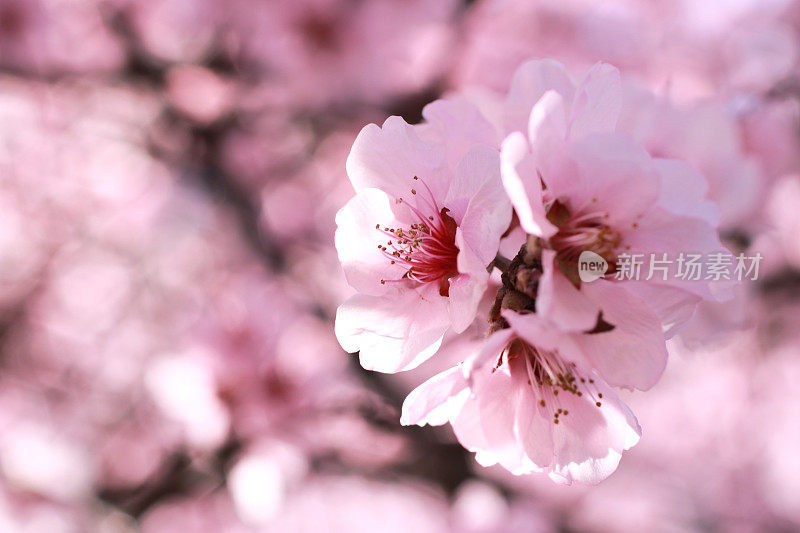 杏树开花特写