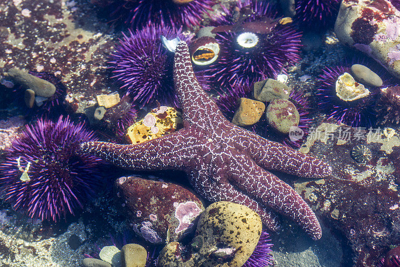 水下的紫色海星和海胆(棘皮动物)