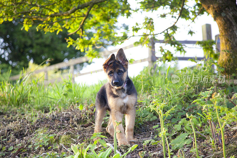 德国牧羊犬小狗玩耍