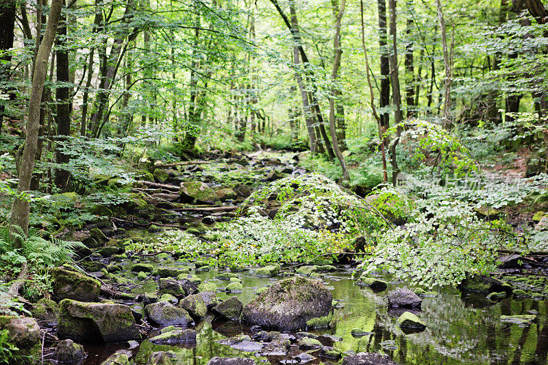 小溪流过森林