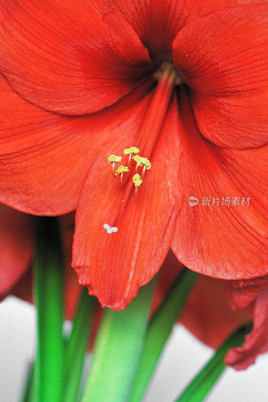 红孤挺花(Hippeastrum)