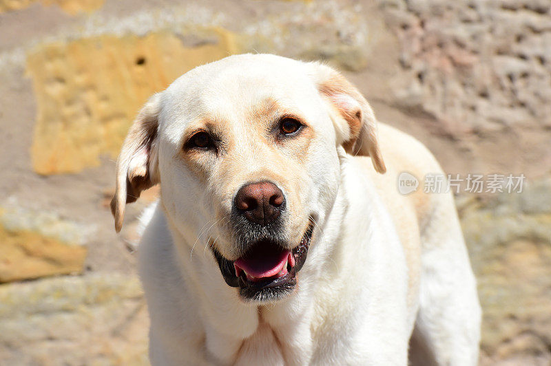 拉布拉多寻回犬