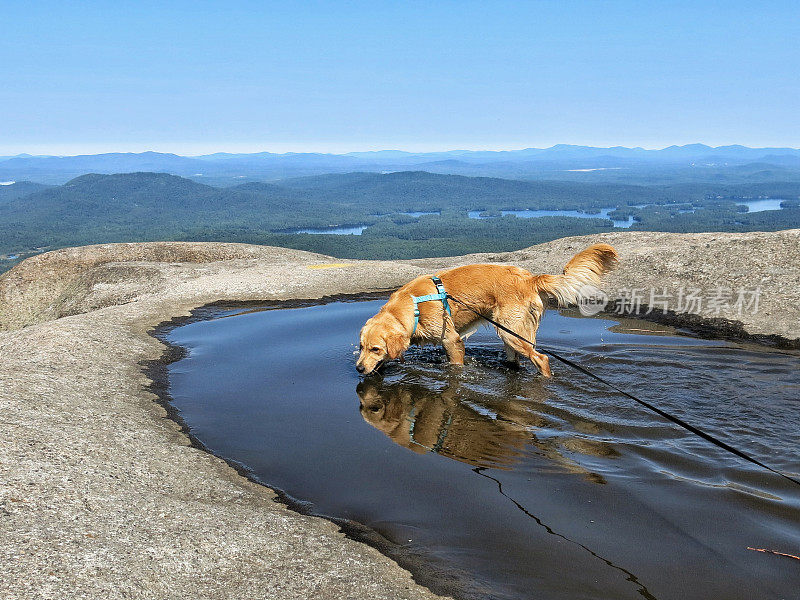 金毛猎犬在阿迪朗达克和山顶水坑游泳