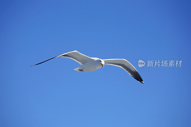 海鸥的飞行