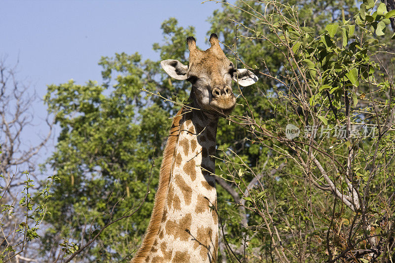 长颈鹿吃东西的特写，莫雷米，博茨瓦纳