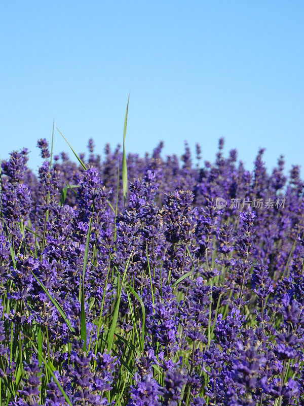 紫色的薰衣草花在蓝色的天空背景下生长