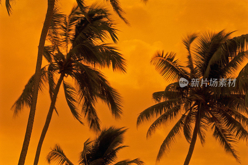 斯里兰卡，椰子树。