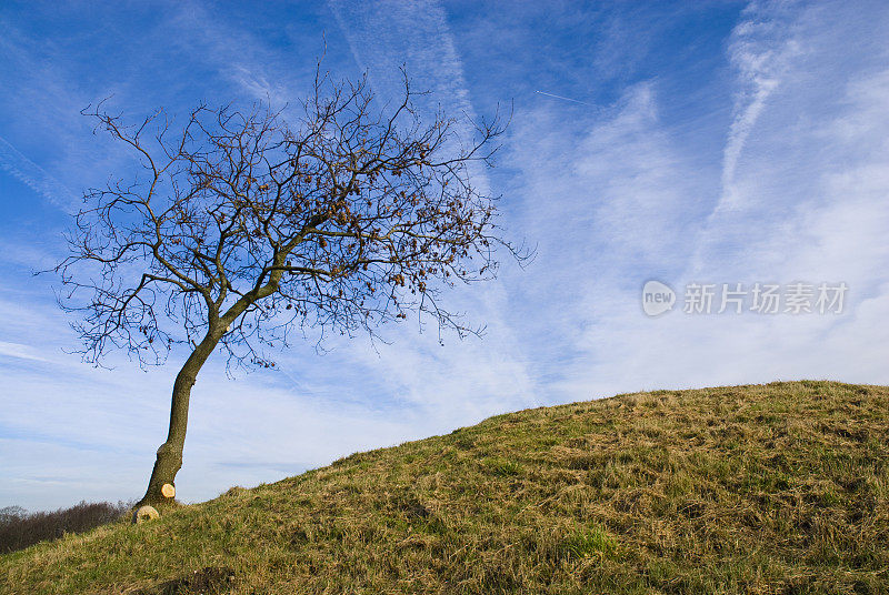 山顶上一棵孤独的被风吹过的树