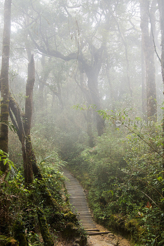 马来西亚婆罗洲的热带雨林。