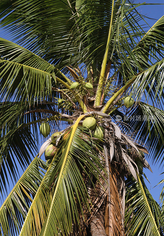 夏威夷椰子树