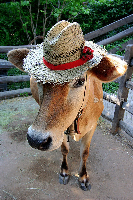 戴帽子的奶牛