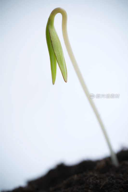 新的植物从地里长出了新芽