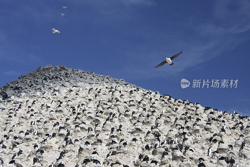 帝国毛毛飞过殖民地