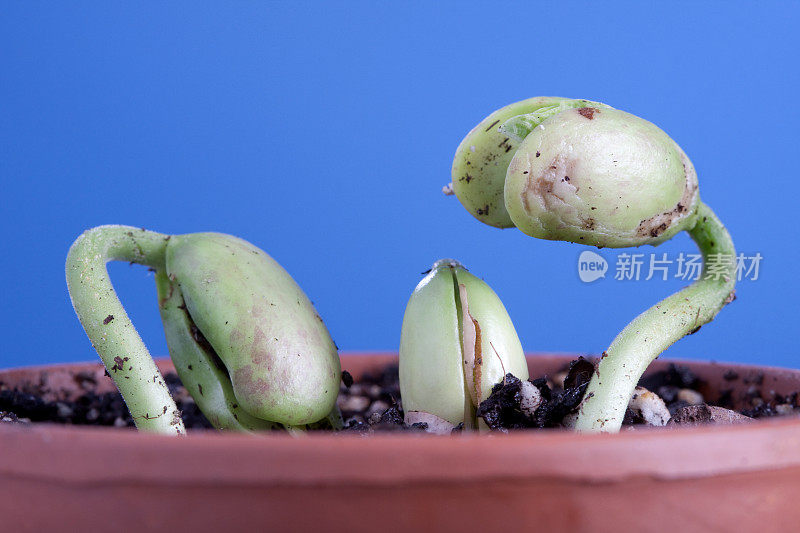 豆科植物发芽