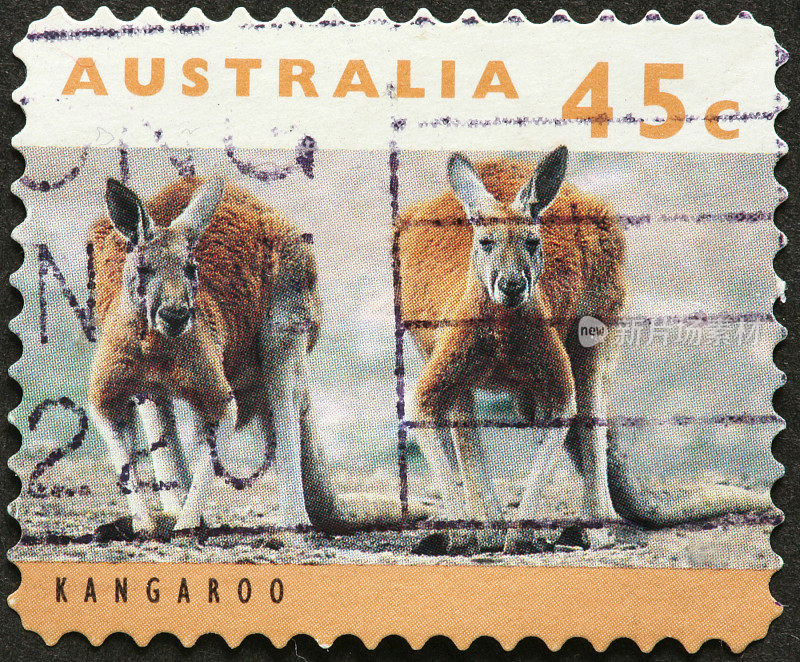 澳大利亚邮票上有两只大的红袋鼠