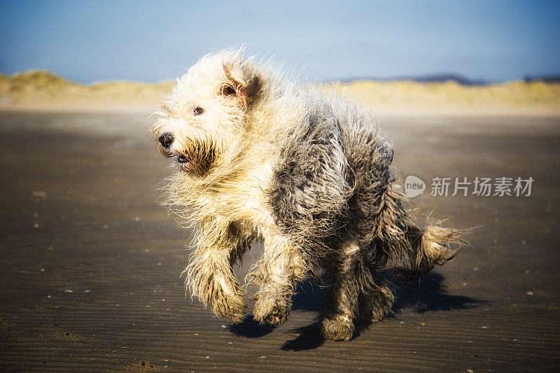 英国古代牧羊犬