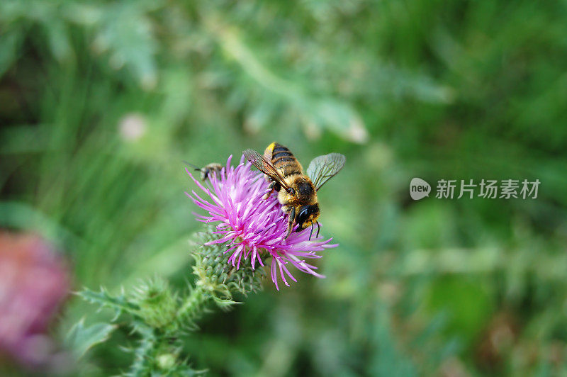 蓟上的切叶蜂